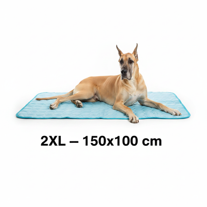 2XL